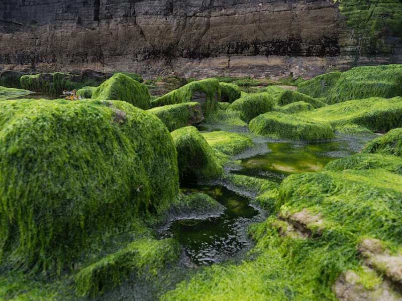 荧光法测定水体叶绿素a的优势